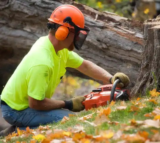 tree services Florissant